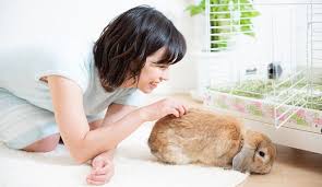 犬・猫オーナー、住まいの悩み1位は「床の滑り」